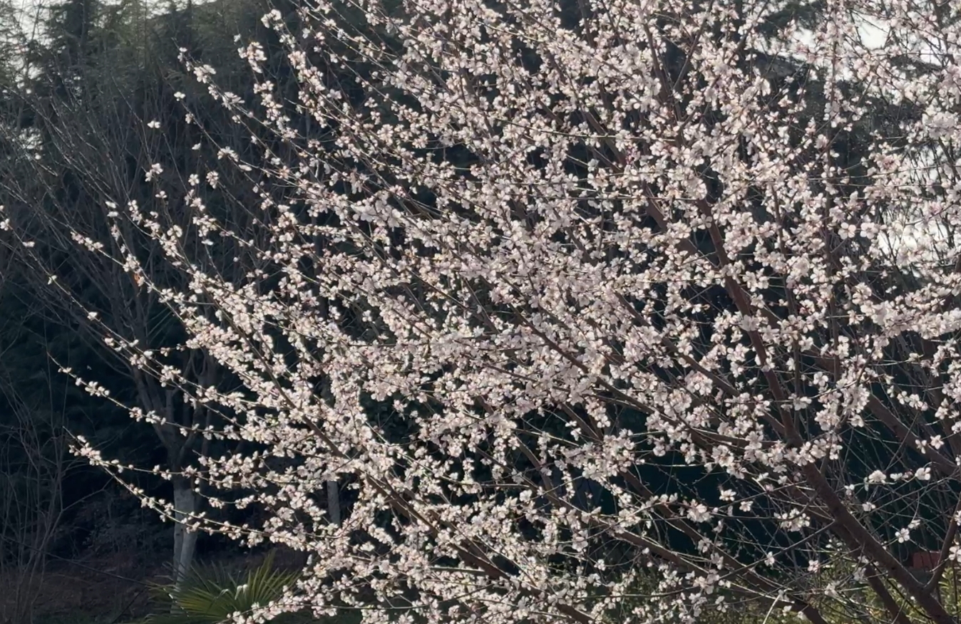 【节气里的大美蟠龙】——春分