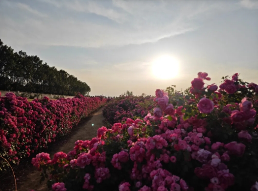 花都开好了……